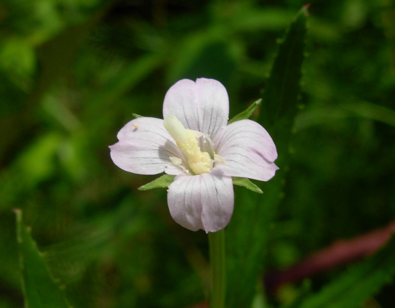 Epilobium tetragonum ssp. tetragonum/Garofanino quadrellato
